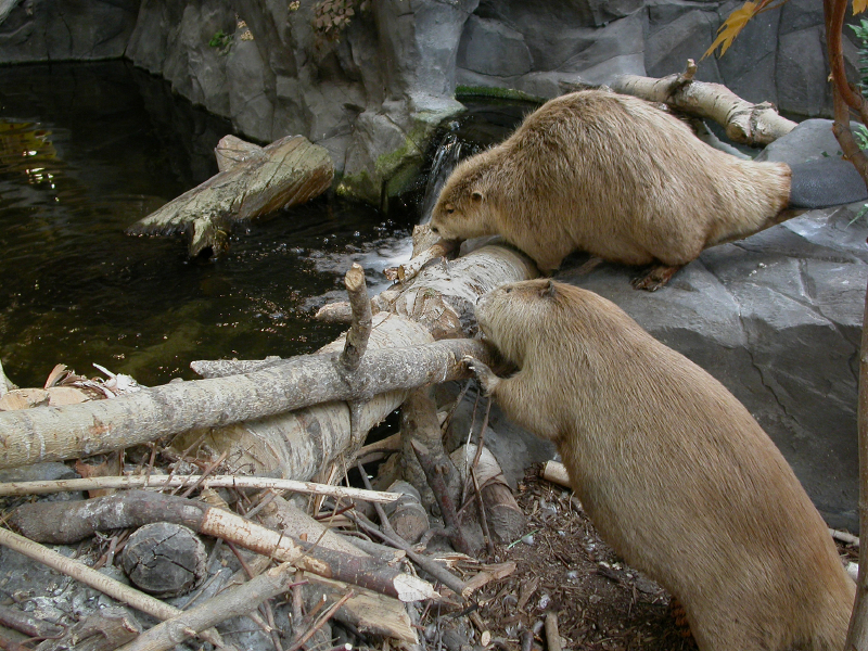 A True Story of Beaver Dams, Business Reality And Leadership